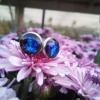 Oraphim Shungite Blue stud earrings